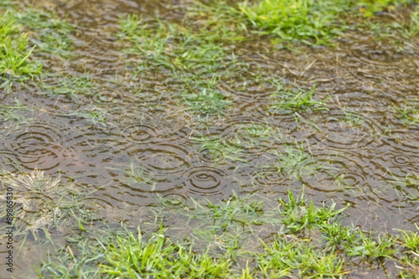 Obraz rain causing splashes and puddles on a patch of grass