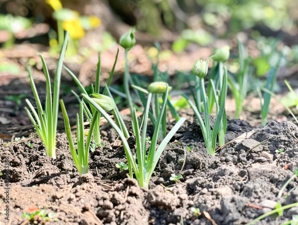Obraz onion plant growing at field