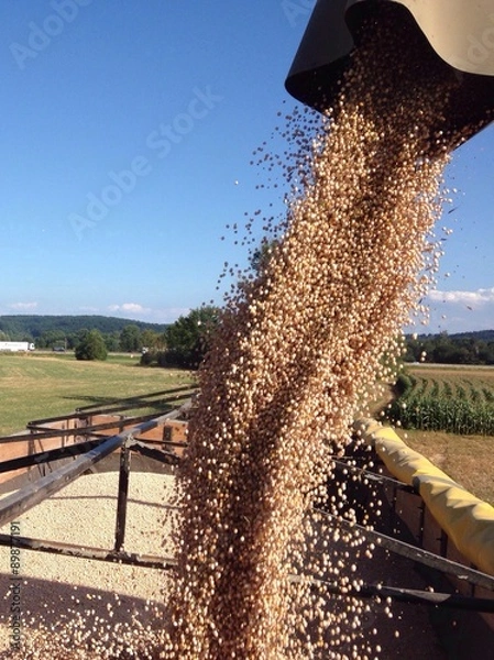 Fototapeta Erbsenernte
