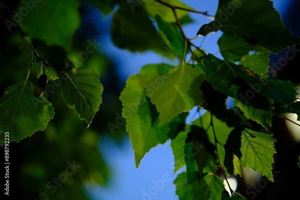 Fototapeta Natural green lush summer evening background,  scene with green leaves. blurring background overlay, night light