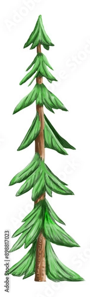 Fototapeta Fir tree watercolor. Hand drawn realistic lush pine watercolor illustration. Green forest plant element. Christmas tree object on transparent background. Evergreen natural fir tree