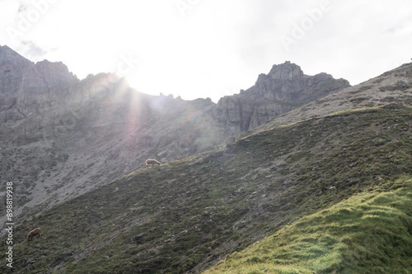 Fototapeta sunlight in the Alps with sheep in landscape