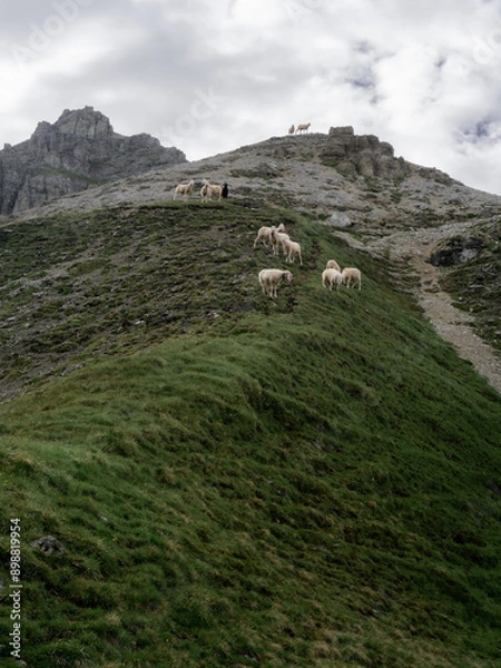 Fototapeta sheep on a mountain in the Alps 