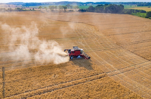 Fototapeta Combine working on the wheat field