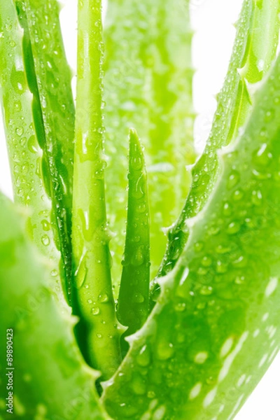 Obraz Aloe vera on white background
