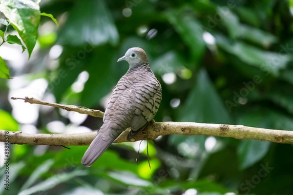 Obraz Grey bird perched on a branch.