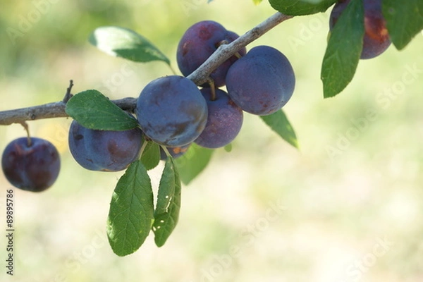 Fototapeta Сливы на дереве