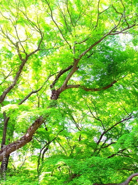 Fototapeta 新緑のモミジ