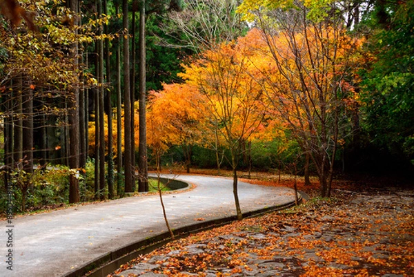 Fototapeta 紅葉の小径