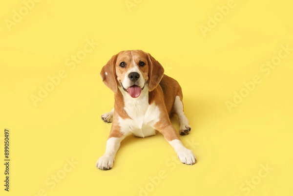 Obraz Cute Beagle dog lying on yellow background