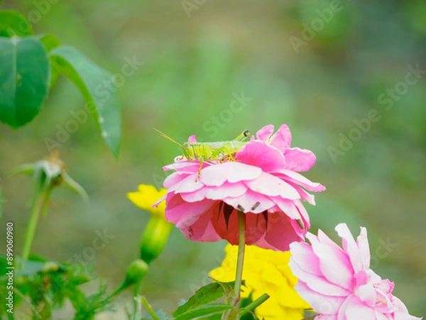 Obraz ミカドフキバッタ