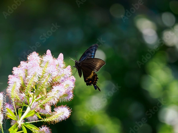 Obraz ミヤマカラスアゲハ