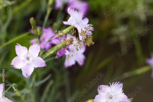 Fototapeta Garden carnation