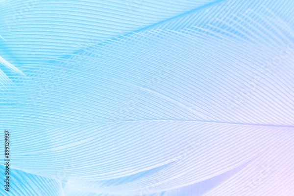 Obraz Blue color trends feather texture pattern background,Light pink