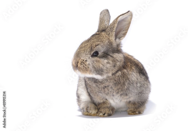 Fototapeta Rabbit sitting on white background
