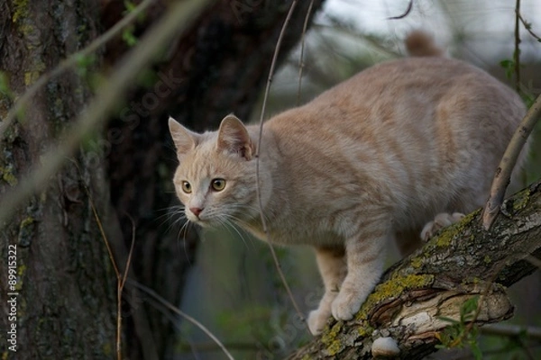 Fototapeta 	

 a young cat climbed the tree