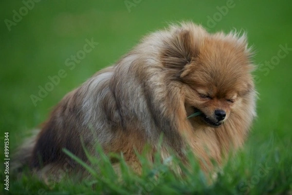 Fototapeta 	

 Dog chews grass