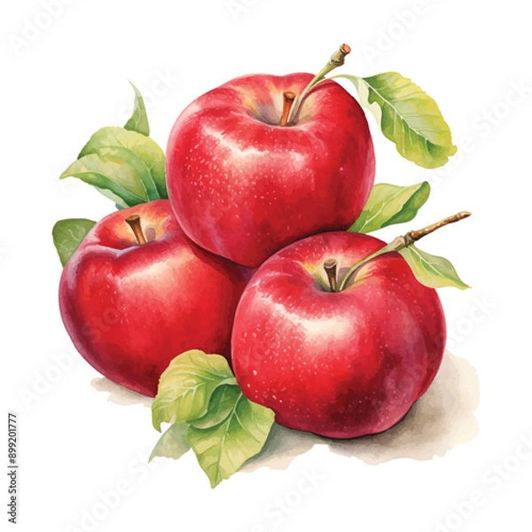 Obraz Red apple watercolor isolated on white background. Set of healthy fruit apples vector illustration