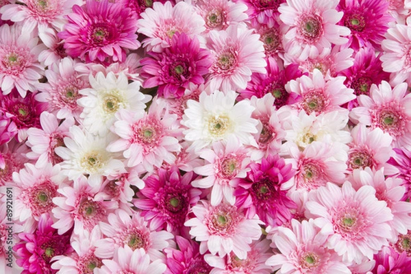 Obraz ピンクと白の花1