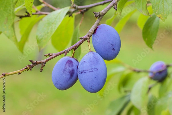 Obraz Pflaumen am Baum