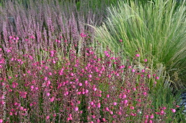 Fototapeta Glockenheide blüht im Heidegarten