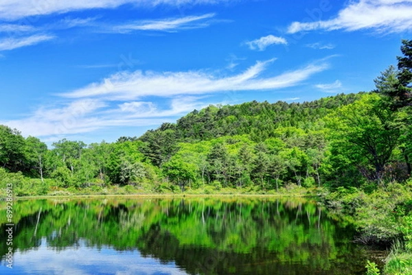 Fototapeta レンゲツツジ咲く志賀高原一沼