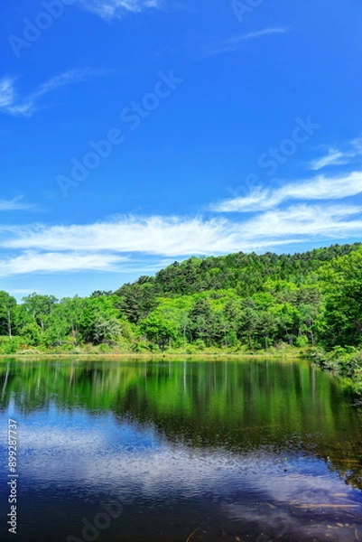Fototapeta レンゲツツジ咲く志賀高原一沼