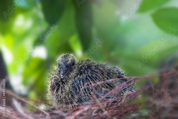 Fototapeta キジバトの雛