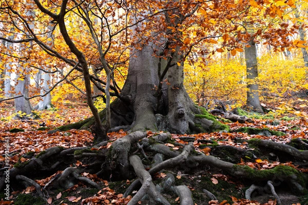 Fototapeta Under the Tree