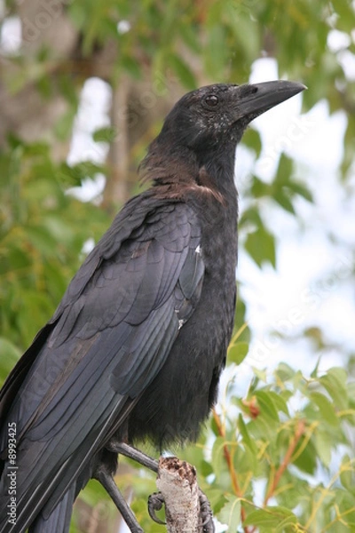 Fototapeta ALERT, PTAK