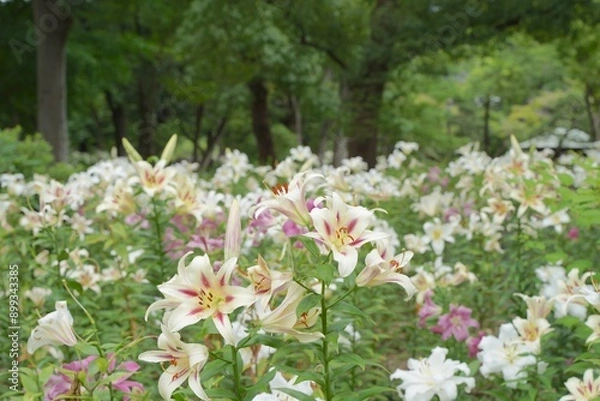 Fototapeta 日本、東京、日比谷公園の百合の花