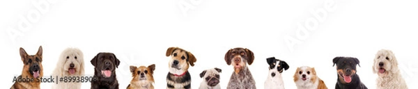 Obraz Wiersz różnych głów psa