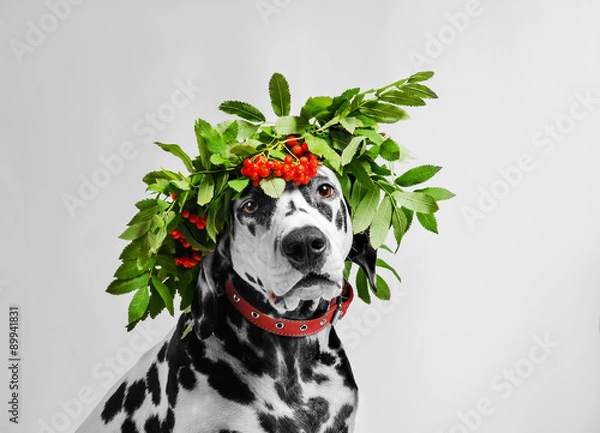 Obraz Portrait of dalmatian dog