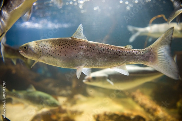 Obraz Salmon swimming