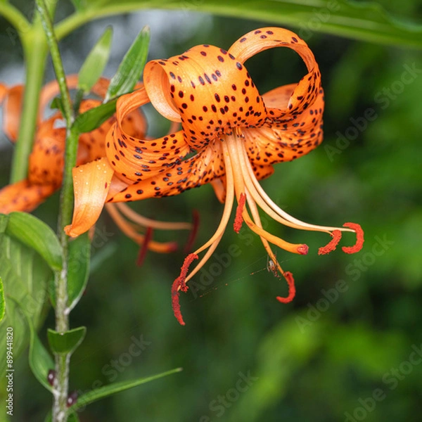 Obraz 暑さに耐える植物たち