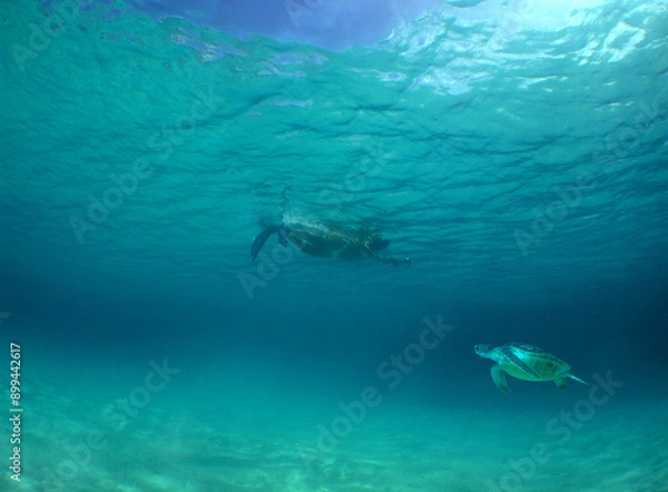 Fototapeta a green sea turtle swimming near the surface in the caribbean sea