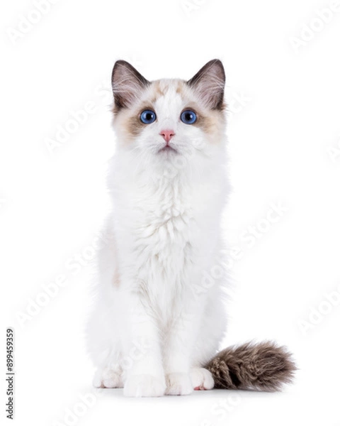 Obraz Adorable Ragdoll cat kitten sitting up facing front. Looking curious towards camera. Isolated on a white background.