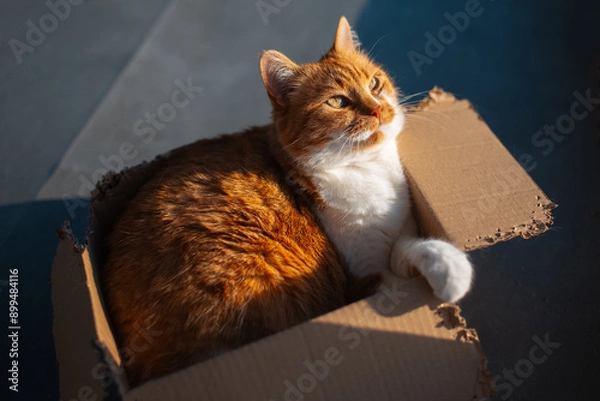 Obraz Portrait of red white cat lying in the cardboard box.