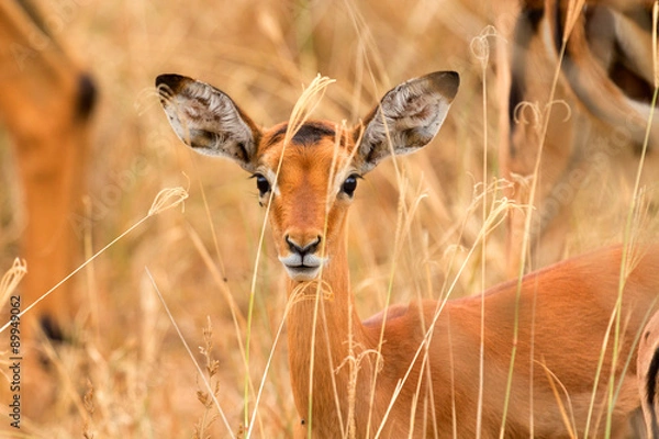 Fototapeta Female Impala