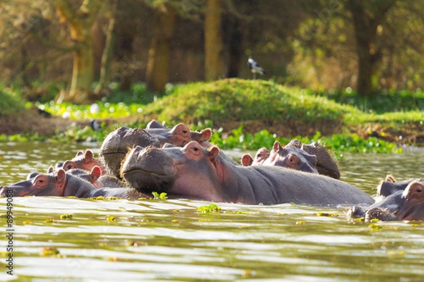 Obraz Hipopotam, jezioro Naivasha