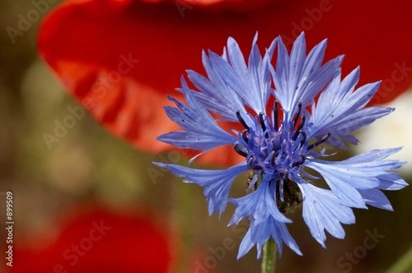 Obraz cornflower 1