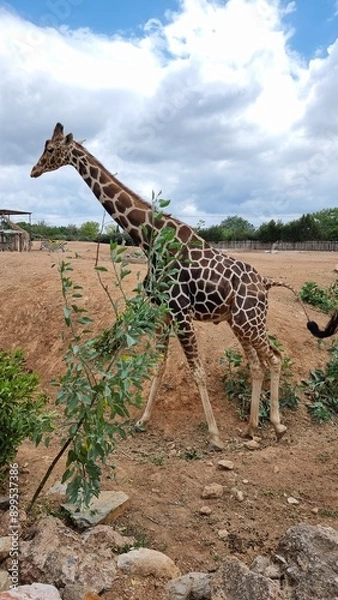 Obraz giraffe head blue sky eating leaves
