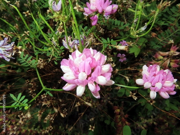 Obraz purple crown vetch 
