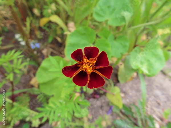 Obraz red yellow marigold flower
