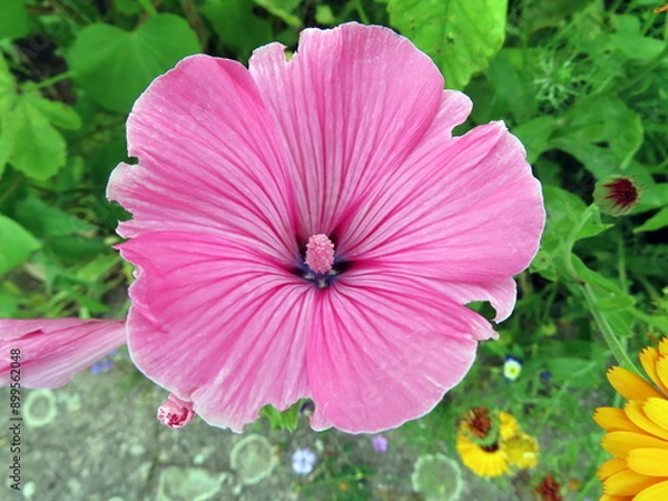 Obraz pink malva mallow