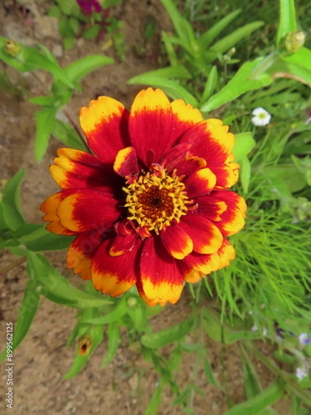 Obraz orange red zinnia