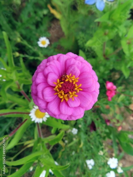 Obraz pink zinnia