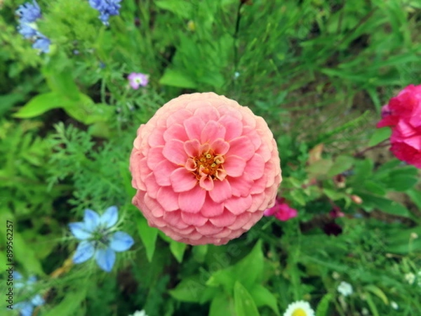Obraz pink zinnia
