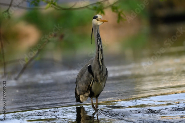 Obraz great blue heron
