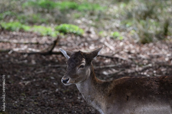 Obraz deer in the woods